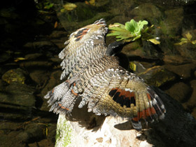 Фото Солнечная цапля