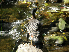 Фото Солнечная цапля