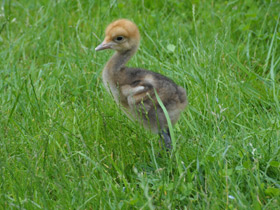 Фото Журавль Стэнли