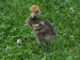 Фото Журавль Стэнли
