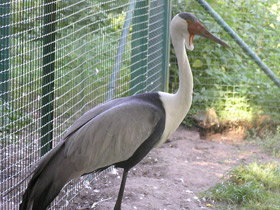 Фото Серёжчатый журавль