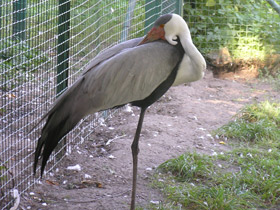 Фото Серёжчатый журавль