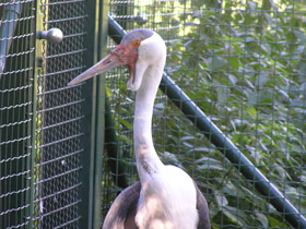Фото Серёжчатый журавль