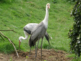 Фото Серёжчатый журавль