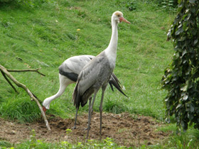 Фото Серёжчатый журавль