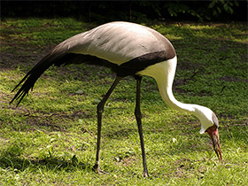 Фото Серёжчатый журавль