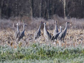 Смотреть фото Канадский журавль Фото Канадский журавль