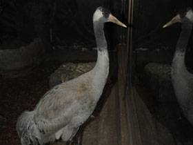 Фото Серый журавль