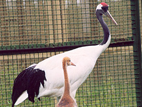 Фото Японский журавль