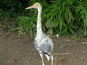 Фото Японский журавль