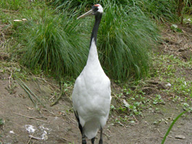 Фото Японский журавль