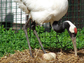 Фото Японский журавль
