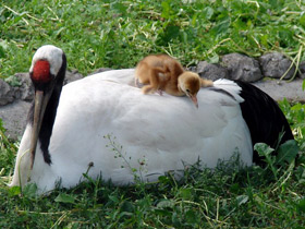 Фото Японский журавль