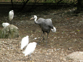 Фото Черный журавль