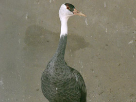 Фото Черный журавль