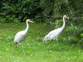 Смотреть фото Австралийский журавль Фото Австралийский журавль