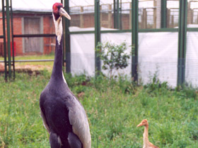 Смотреть фото Даурский журавль Фото Даурский журавль