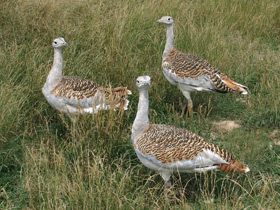Фото Дрофа: драма «русского страуса»