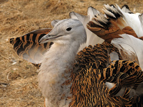 Фото Дрофа: драма «русского страуса»