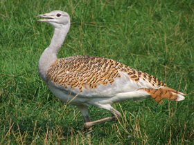 Фото Дрофа: драма «русского страуса»