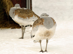 Фото Дрофа: драма «русского страуса»