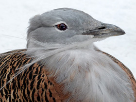 Фото Дрофа: драма «русского страуса»
