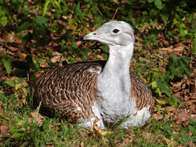 Фото Дрофа: драма «русского страуса»