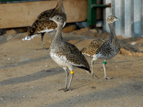 Фото Стрепет