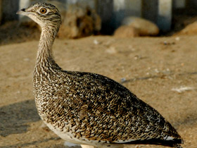 Фото Стрепет