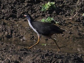 Фото Белогрудый погоныш