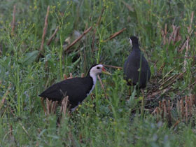 Фото Белогрудый погоныш
