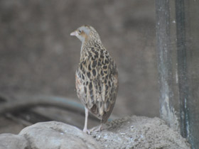 Фото Коростель