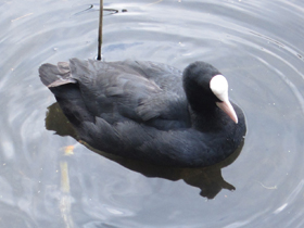 Смотреть фото Лысуха Фото Лысуха