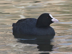 Смотреть фото Лысуха Фото Лысуха