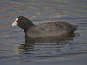 Смотреть фото Лысуха Фото Лысуха