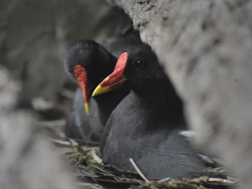 Смотреть фото Камышница Фото Камышница