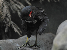 Смотреть фото Камышница Фото Камышница