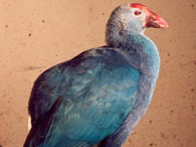 Смотреть фото Султанка Фото Султанка