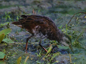 Смотреть фото Центральноамериканский пастушок Фото Центральноамериканский пастушок