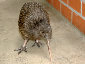 Фото Северный киви