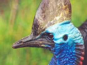 Фото Шлемоносный казуар