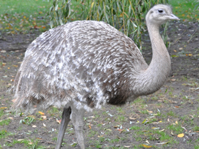 Фото Нанду Дарвина