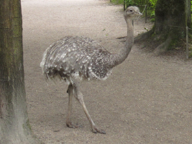 Фото Нанду Дарвина