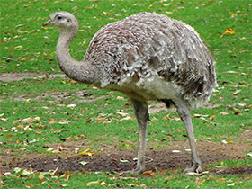 Фото Нанду Дарвина