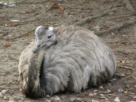 Обыкновенный нанду