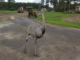 Смотреть фото Обыкновенный нанду Фото Обыкновенный нанду