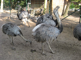 Смотреть фото Обыкновенный нанду Фото Обыкновенный нанду