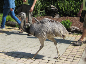 Смотреть фото Обыкновенный нанду Фото Обыкновенный нанду