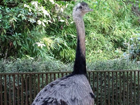 Смотреть фото Обыкновенный нанду Фото Обыкновенный нанду