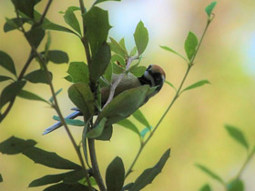 Фото Рыжеголовая длиннохвостая синица